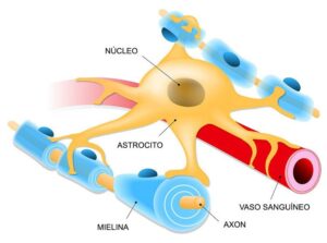 Barrera-hematoencefálica