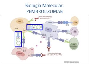 pembrolizumab-quimioterapia