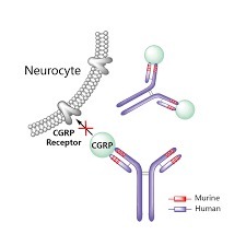 fremanezumab