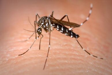 dengue en las Américas