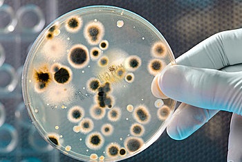 las-bacterias
