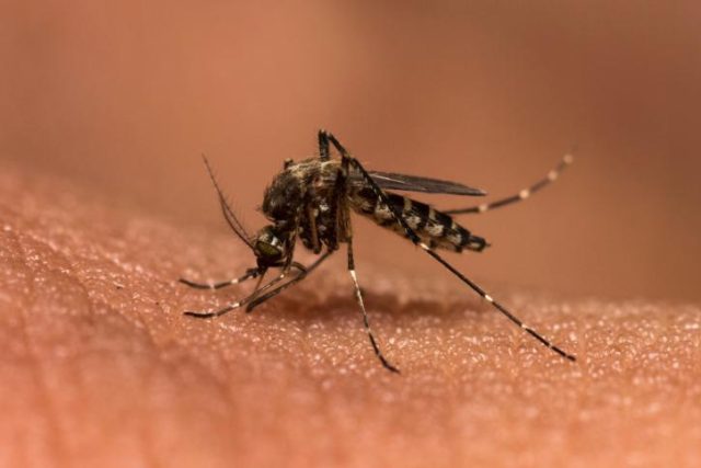 malaria-vacuna-quimioprevencion