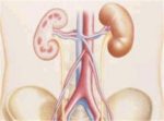 SEMG-renal