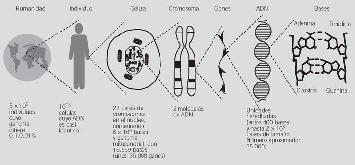 Cuantos cromosomas tiene un ser humano