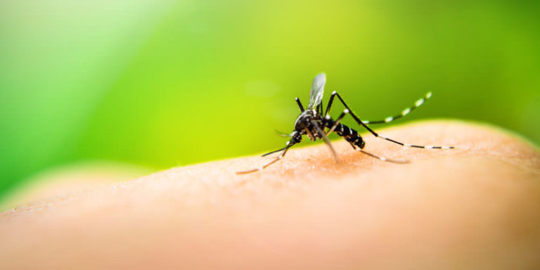 dengue-mosquito-vacuna