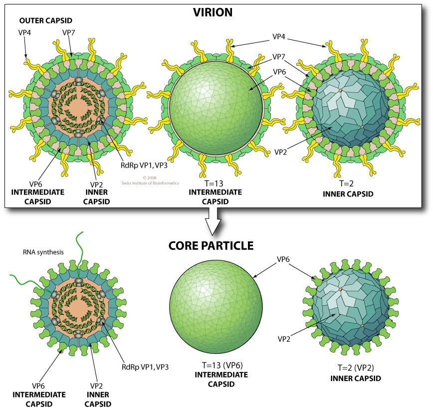 Ротавирус отличить. Строение ротавируса микробиология. Коронавирус строение вируса. Ротавирус строение. Вирион ротавируса.