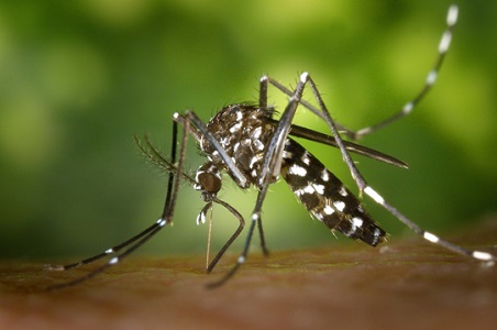 Virus-chikungunya