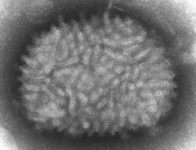 Vacuna-para-el-coronavirus