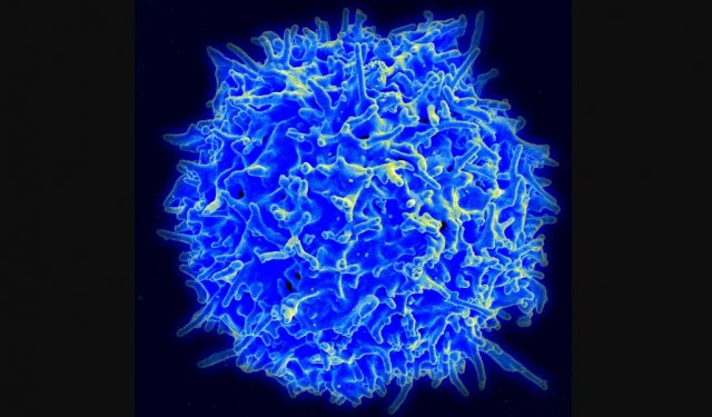variantes-SARS-CoV-2-células-T