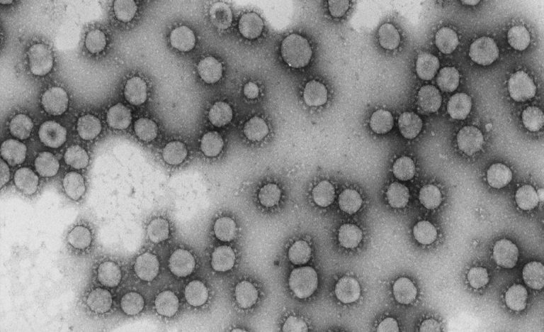 coronavirus-genotipos-mapa-diversidad-virus-españa