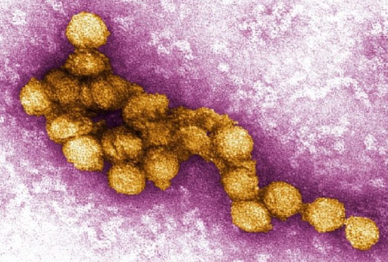 virus-fiebre-nilo-occidental