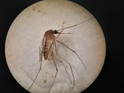 mosquito-culex-pipiens-virus-nilo-csic