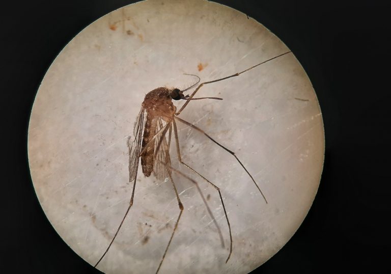 mosquito-culex-pipiens-virus-nilo-csic