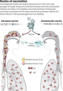 vacuna-intranasal-covid-19-infeccion-articulo-science-infografía