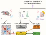 Infografía 1 del estudio: diferencias-cardiacas-cromosomas-sexuales-proteinas
