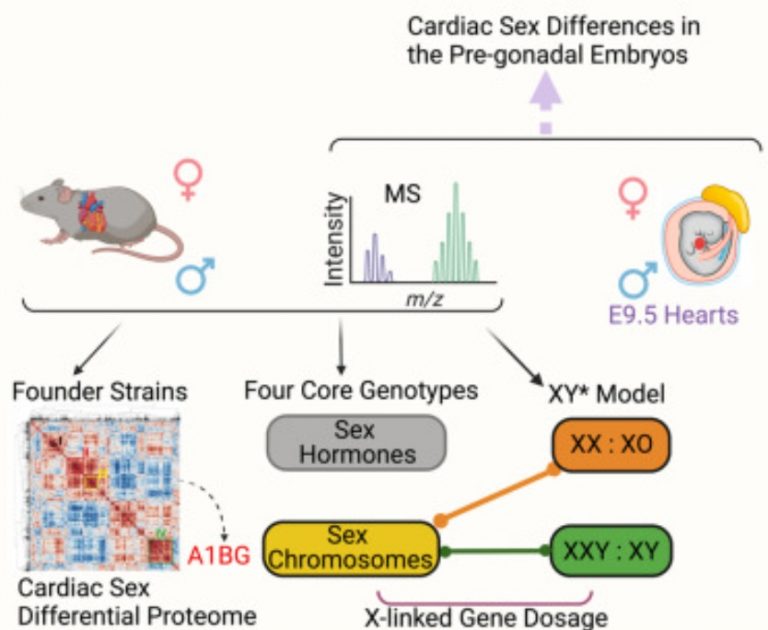 Infografía 1 del estudio: diferencias-cardiacas-cromosomas-sexuales-proteinas