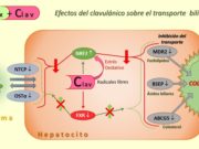 Infografía sobre cómo actúa el ácido clavulánico y la amoxicilina en los hepatocitos humanos