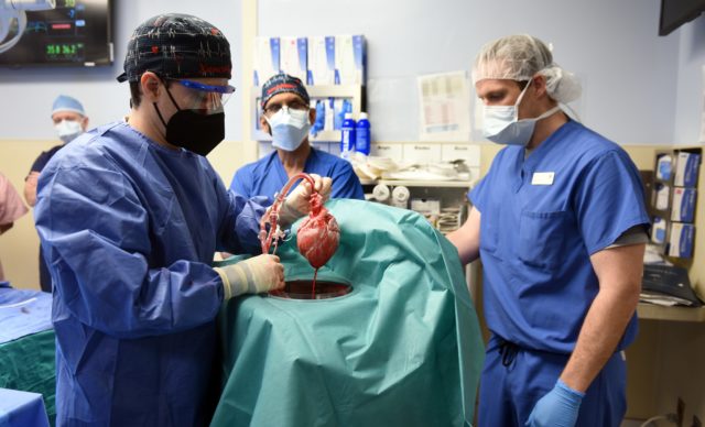 Proceso de trasplante de corazón de un cerdo en un humano en Estados Unidos