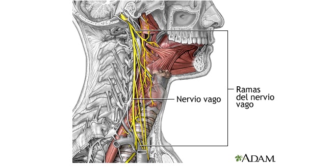 Un estudio señala los efectos del virus en el nervio vago como posibles causantes del Covid persistente