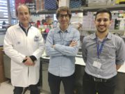 Investigadores del IMIM-Hospital del Mar que han desarrollado la manera de evitar la resistencia a la inmunoterapia del cáncer de mama triple negativo en modelos animales