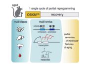 órganos-ratones-reprogramación-celular