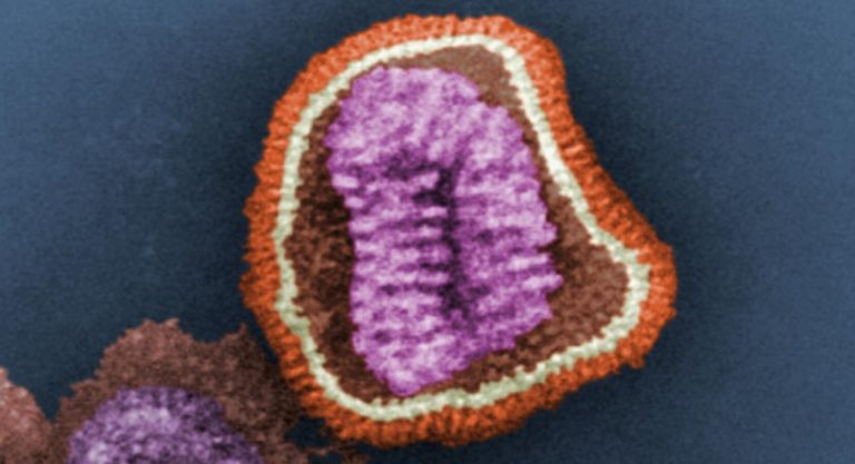 virus-gripe-coinfecciones-virus-hibridos