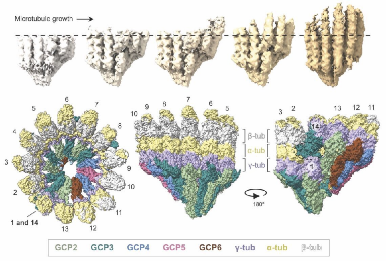 formacion-microtubulos-division-celular-cnio-cancer