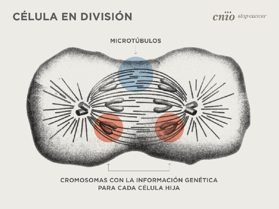 formacion-microtubulos-division-celular-cnio
