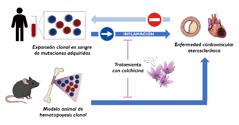 infografia-hematopoyesis-clonal-factor-riesgo-cardiovascular