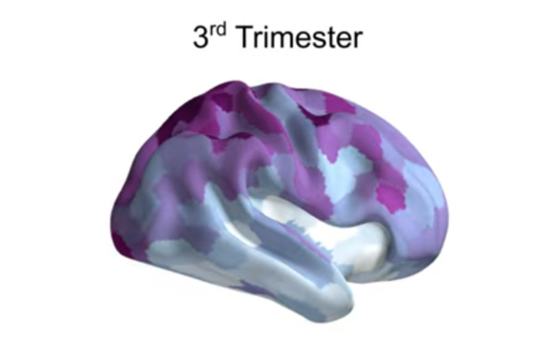 embarazo-cerebro