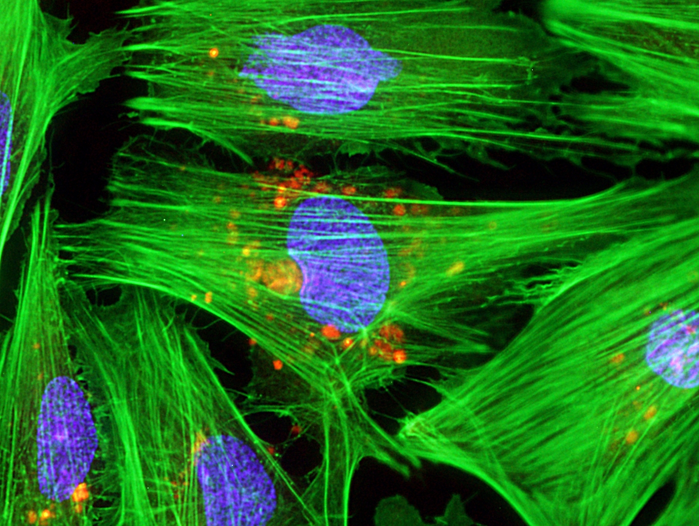 Key mechanism of heart development and function