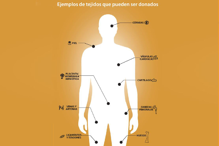 6800-personas-donaron-tejidos-españa