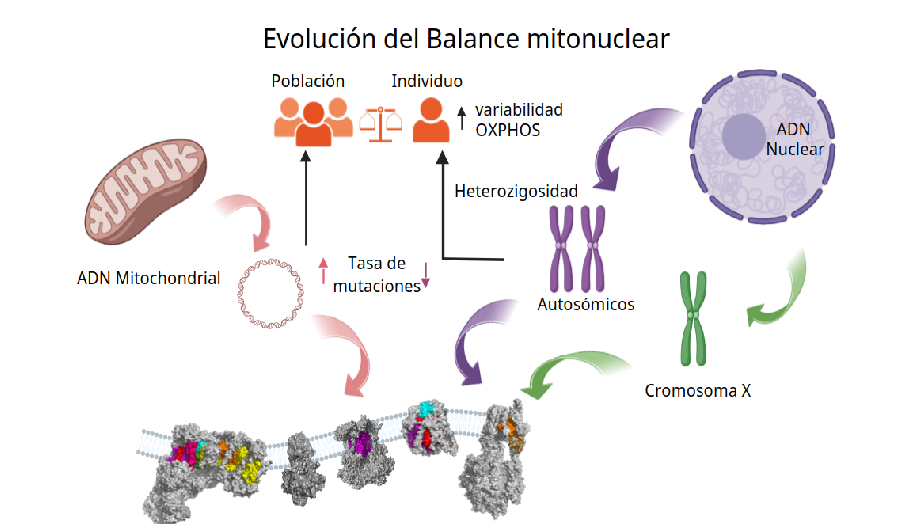 evolucion-balance-mitonuclear-investigacion-cnic