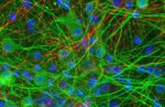 bacterias-intestinales