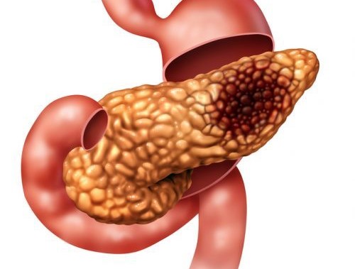 P&aacute;ncreas c&eacute;lulas pancre&aacute;ticas
