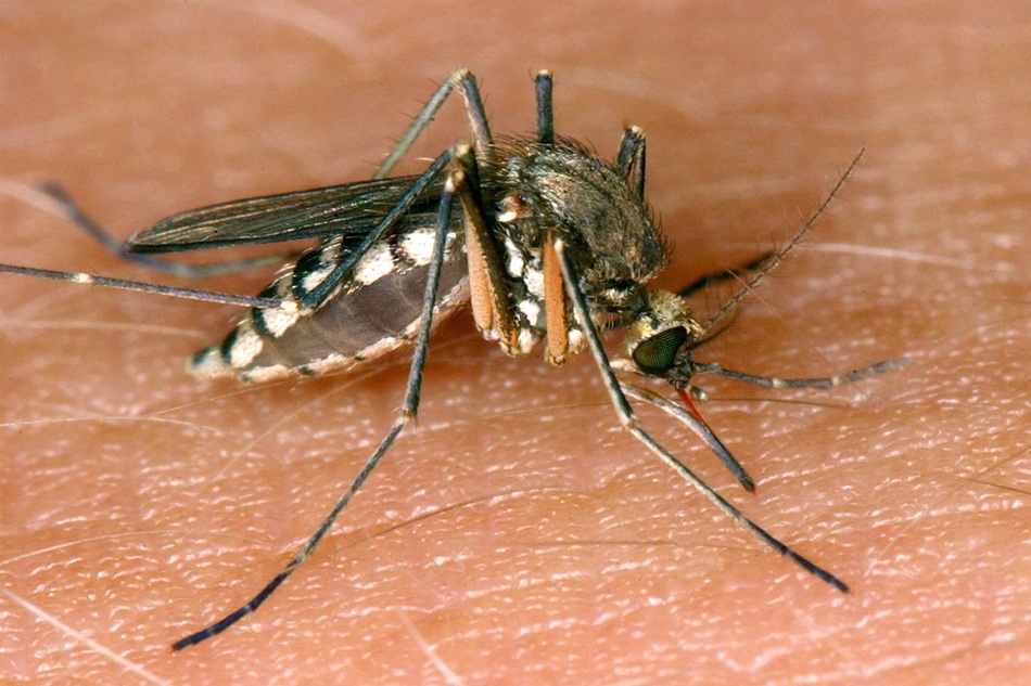 vigilancia-mosquitos-virus-Nilo